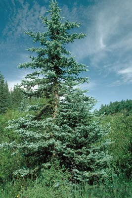 tree wedding favor