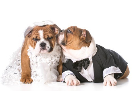 Dog in Wedding