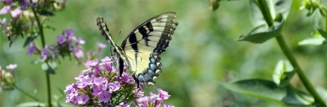 Butterfly Release