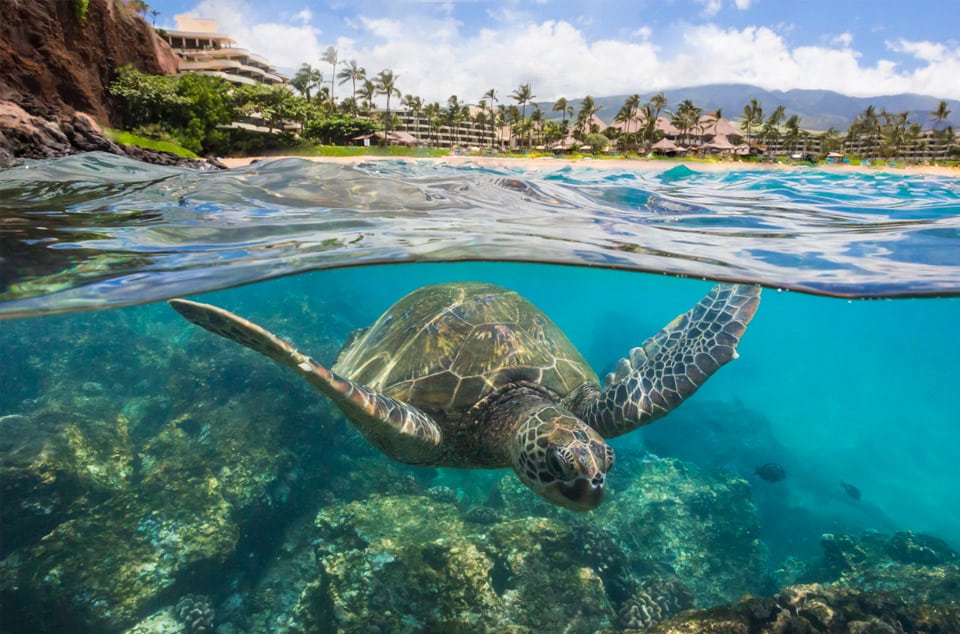 Honeymoon Giveaway Preview Free Honeymoon in Hawaii Giveaway