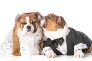 Pets in Wedding