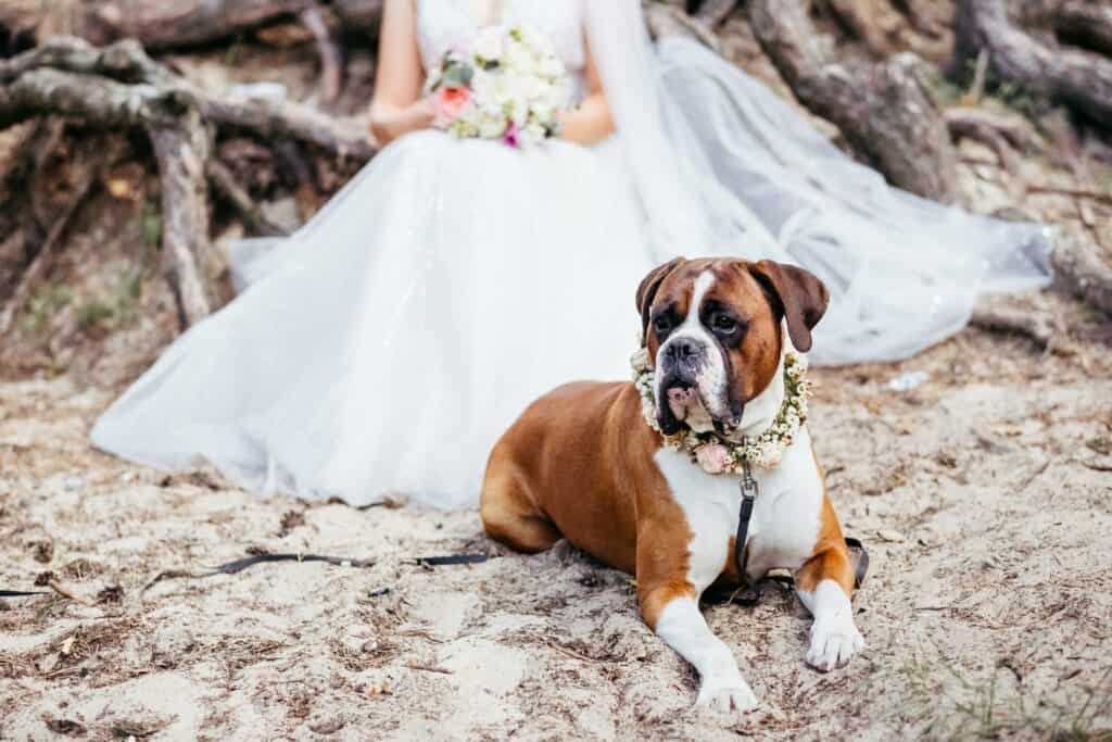 dog with bride at the background